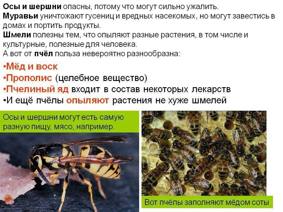 Оса насекомое. описание, особенности, образ жизни и среда обитания осы | живность.ру