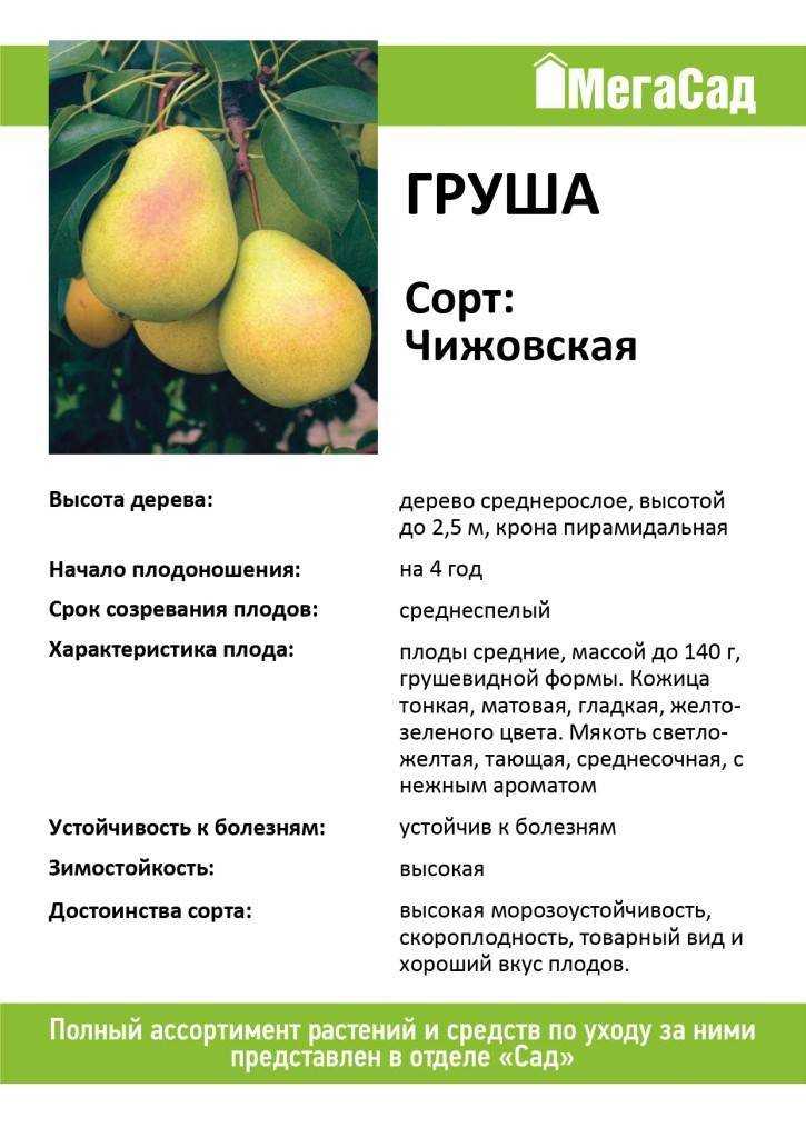 Груша мраморная. описание сорта, фото, отзывы