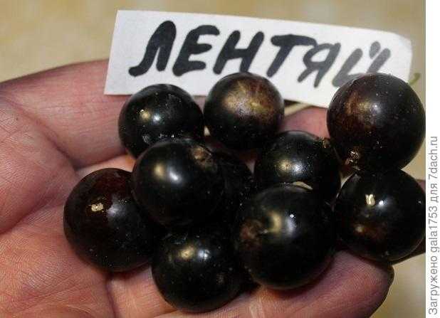 Смородина "лентяй": описание сорта, фото, отзывы