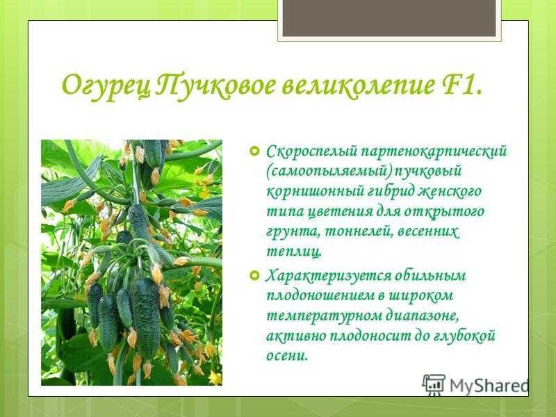 Огурцы для открытого грунта: обзор лучших сортов и гибридо