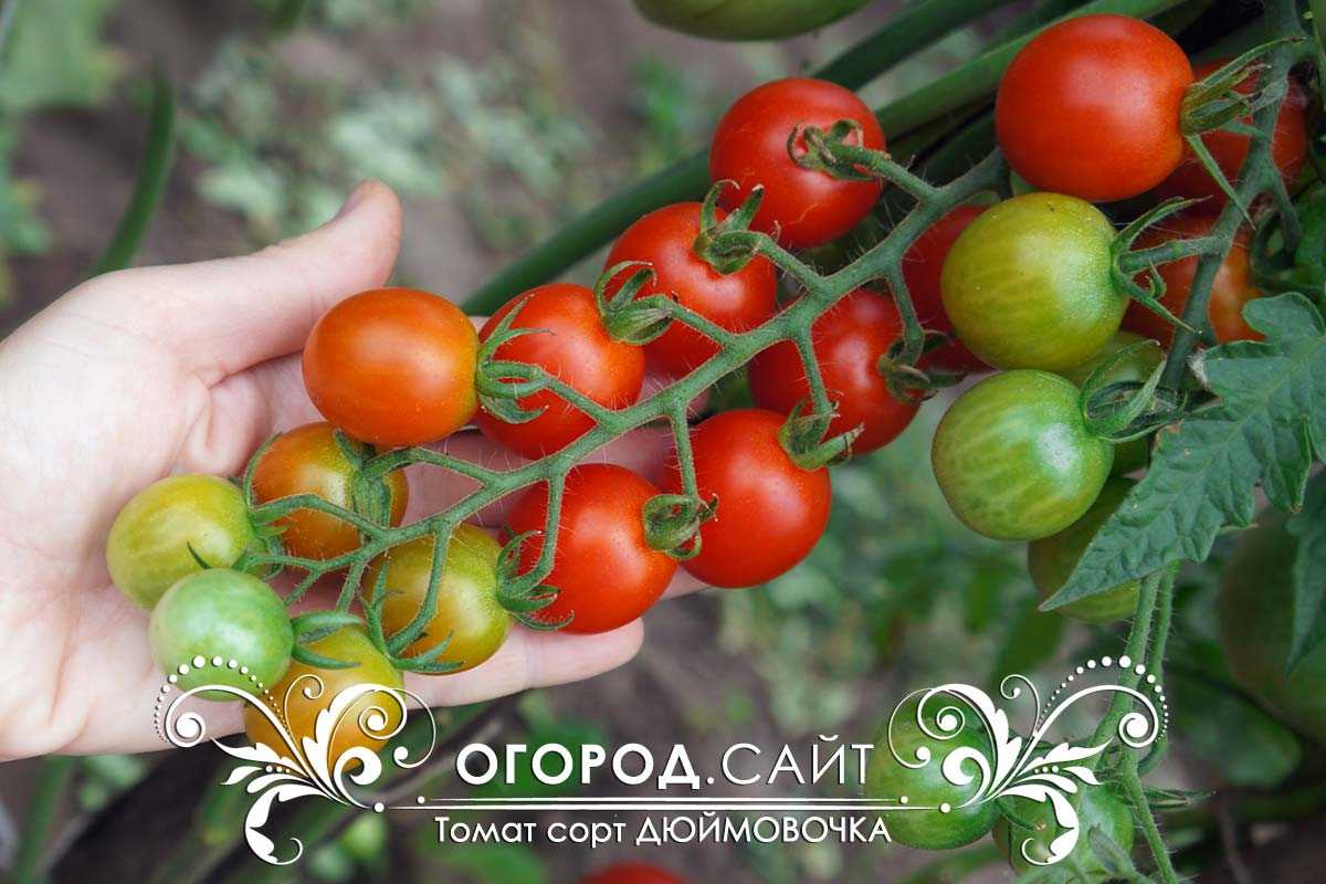 Томат черри дюймовочка: описание миниатюрного сорта