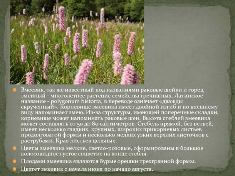 Оказание первой помощи при кровотечениях