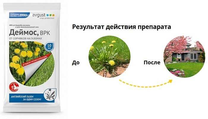 Лучшие газонные травы для посадки в различных условиях!