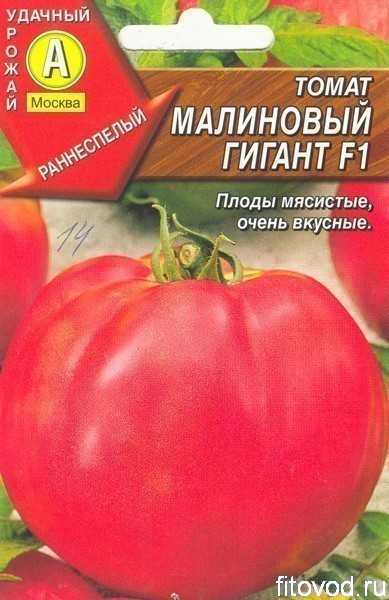 Томат малиновый гигант: отзывы, фото рассады, грядок с кустами и полученного урожая, советы огородников
