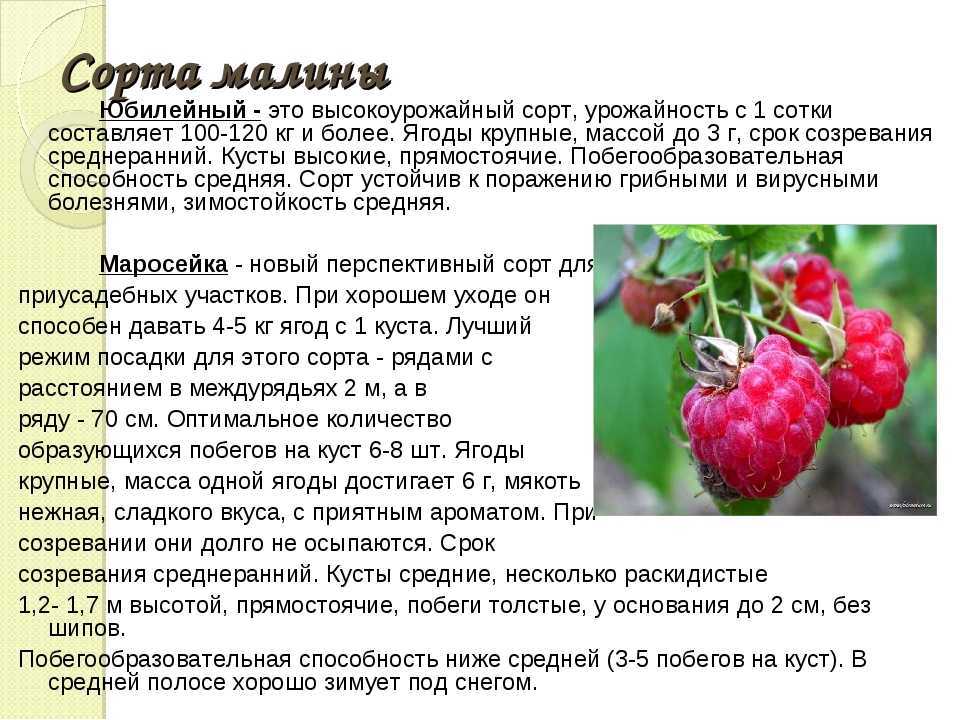 Подкормка для малины: виды и методы использования
