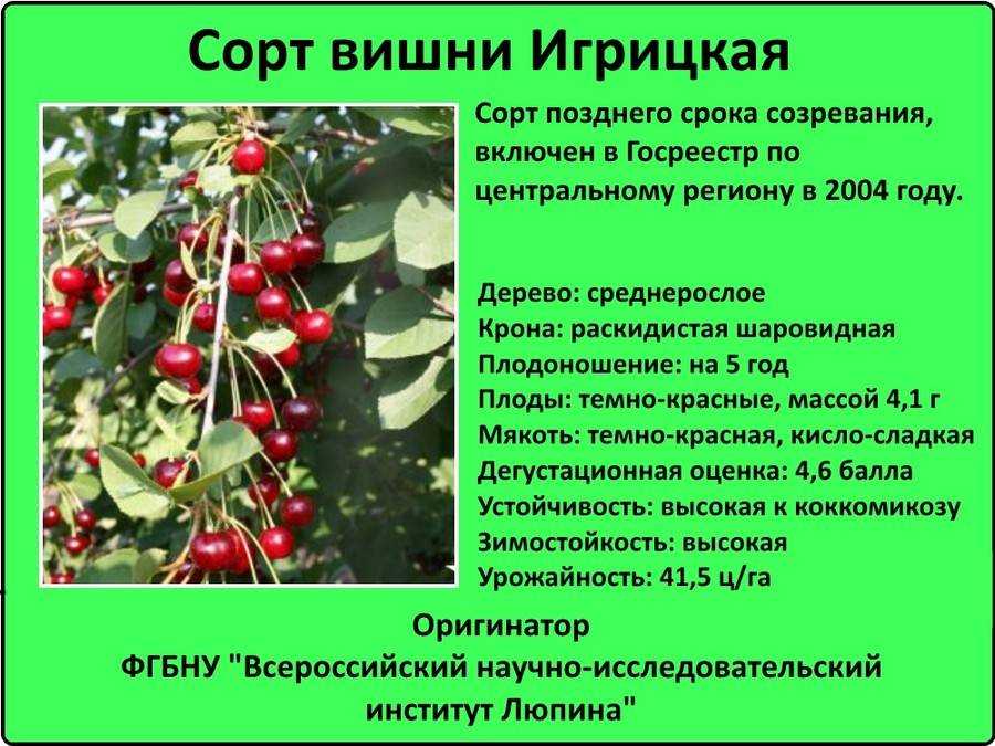 Вишня ровесница описание сорта фото отзывы - дачный мир