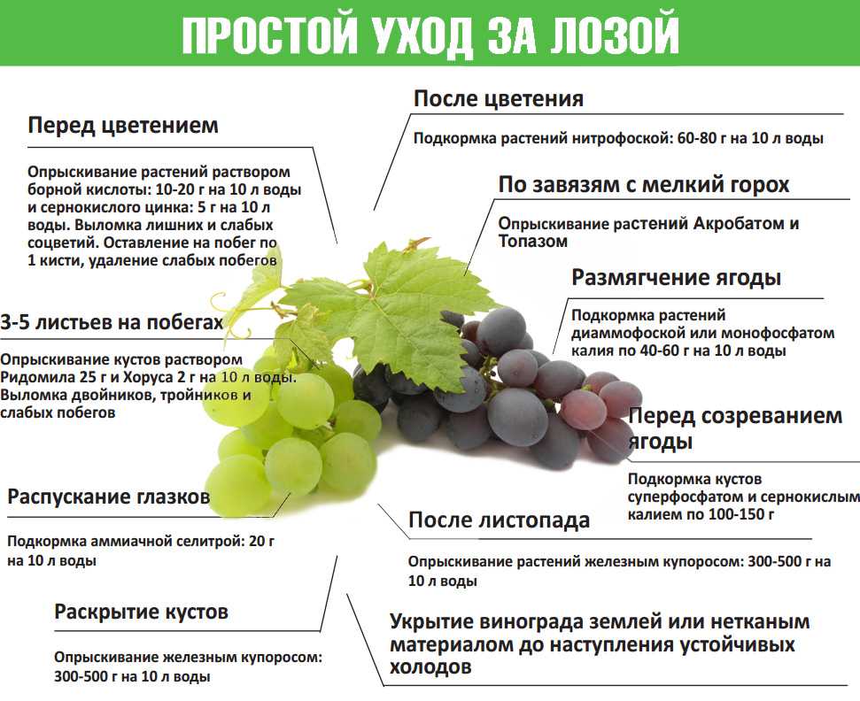 Черная смородина ядреная: описание сорта, посадка и уход за растением с фото и видео