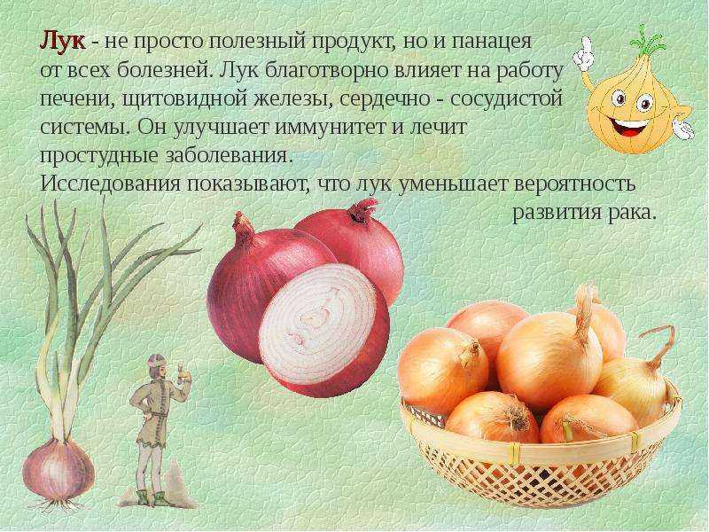 Когда сажать и как вырастить лук эксибишен из семян через рассаду в 2023 году