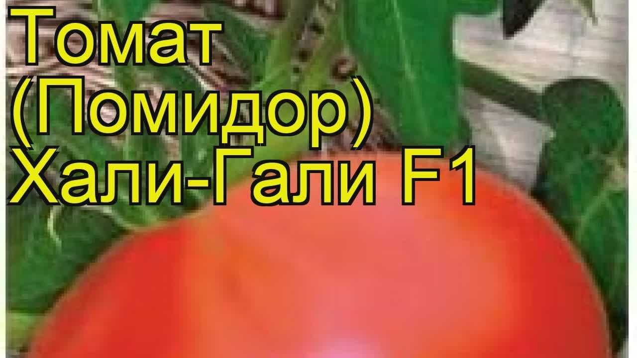 Томат хали-гали: характеристика и описание сорта, отзывы садоводов с фото