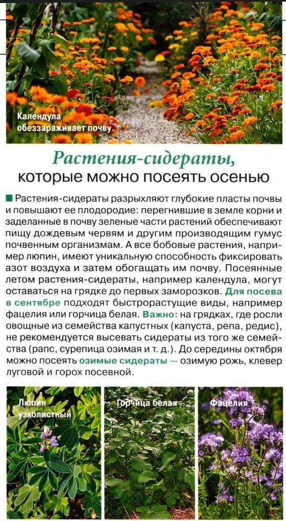 Фацелия - сидерат и ценный медонос, который спасет ваши почвы