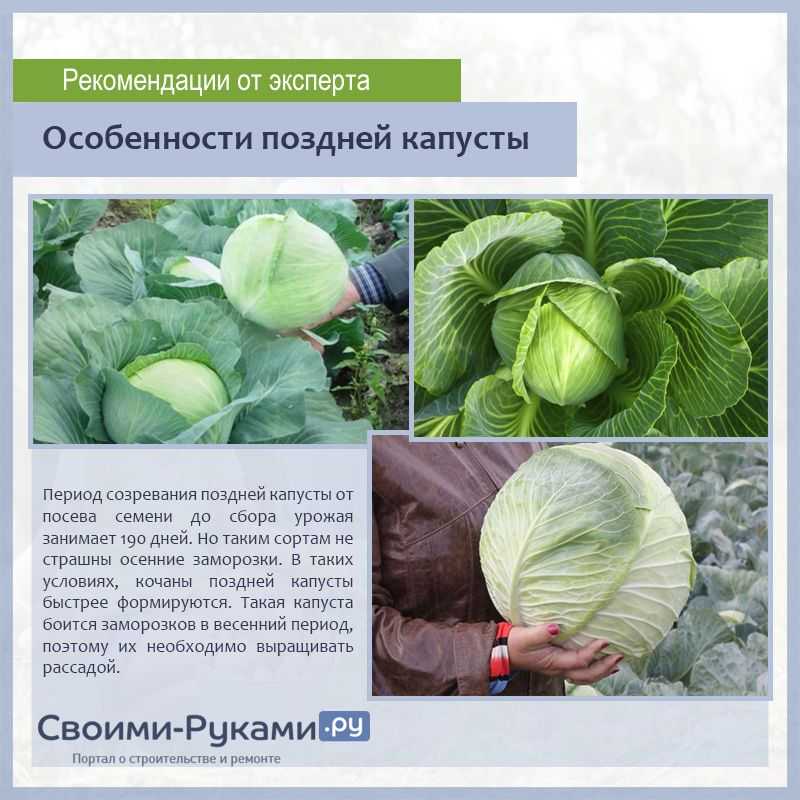 Лучшие сорта цветной капусты для россии и ее регионов