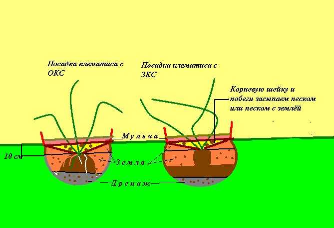Томат эм чемпион: описание сорта, достоинства и недостатки, отзывы
