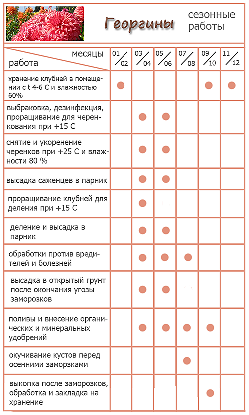 Чем подкормить георгины для обильного цветения в открытом грунте