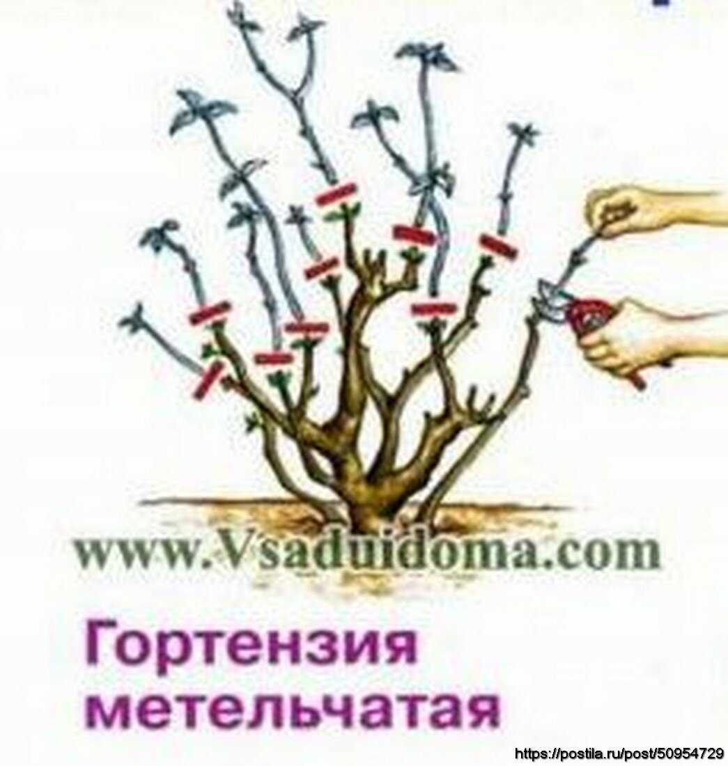 Пересадка садовой и комнатной гортензии: пошаговая инструкция
