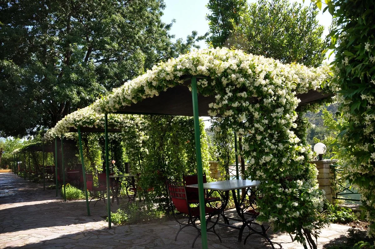 Лучшие лианы для беседок и пергол