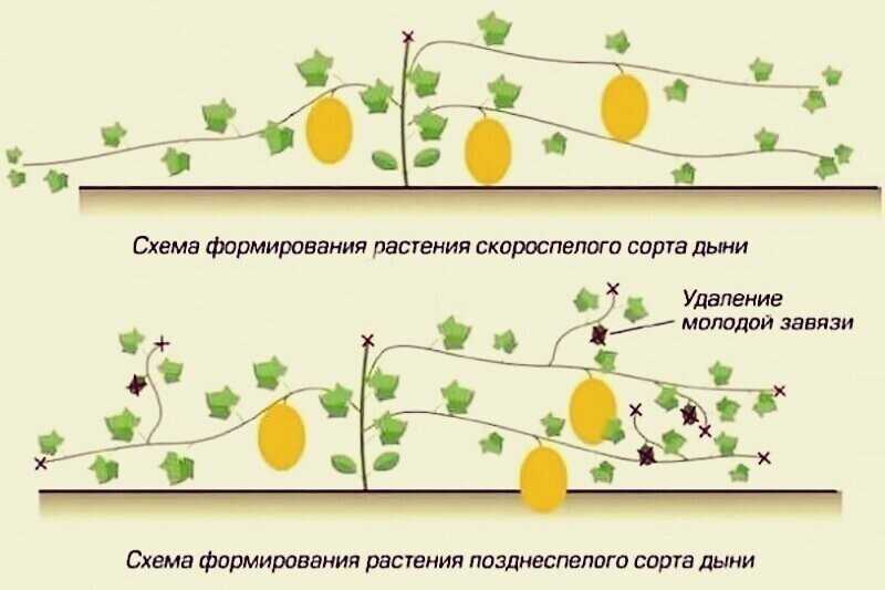 Как вырастить дыню в домашних условиях: посадка из семечки, уход