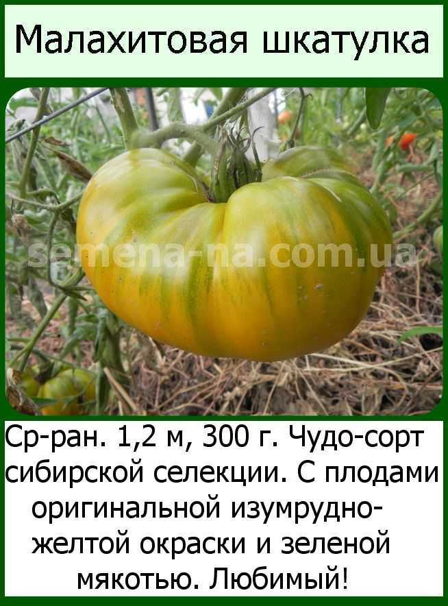 Томат малахитовая шкатулка — характеристика и описание сорта, фото, урожайность, отзывы, видео