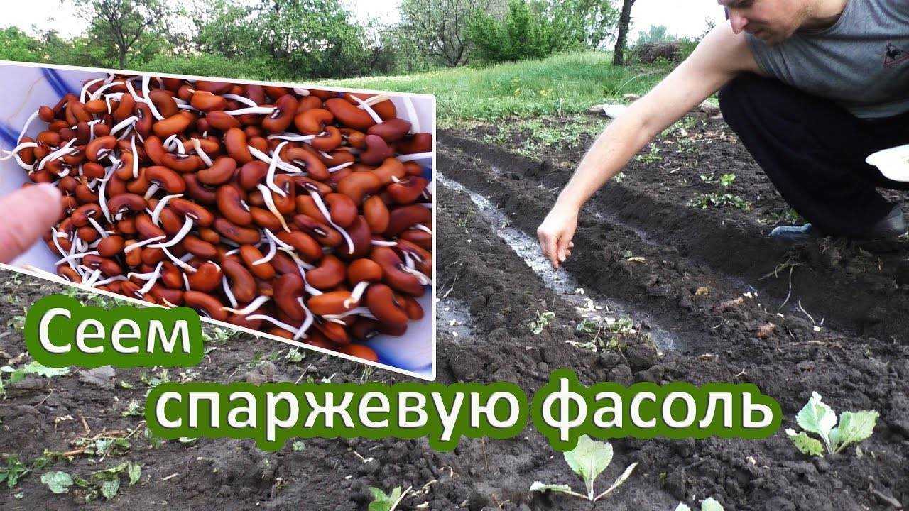 Правила посадки фасоли в открытый грунт семенами и рассадой, уход
