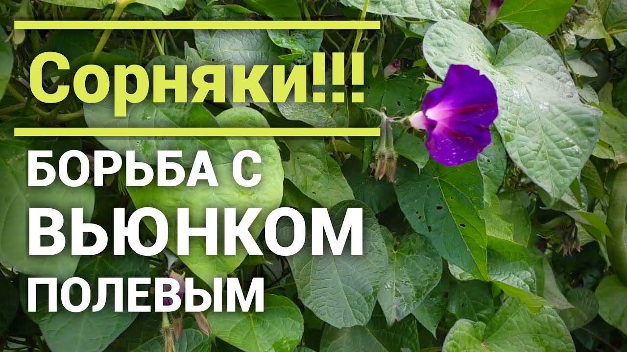 Как избавиться от вьюнка на грядках и клумбах, можно ли убрать его навсегда