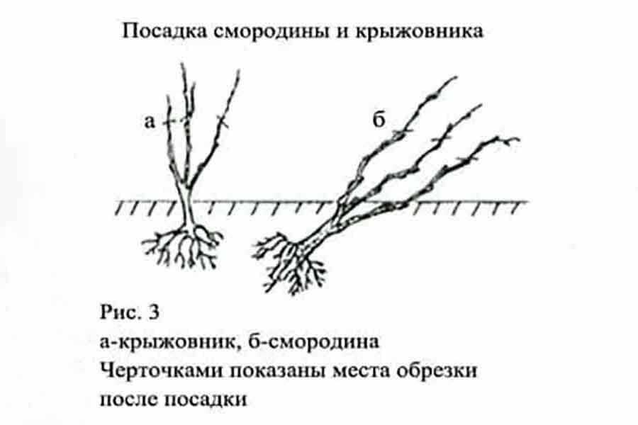 Как правильно обрезать рябину красную?