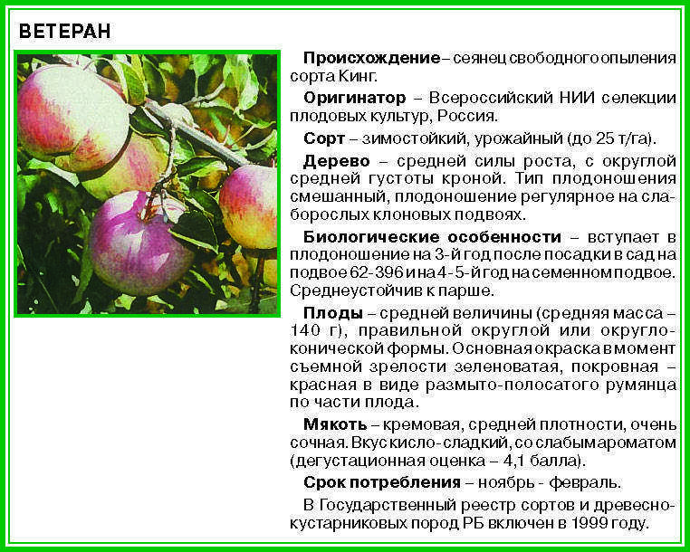 Рекордсмен по урожайности — сорт веньяминовский