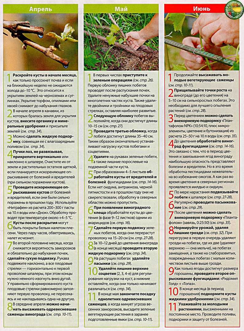 Как ухаживать за виноградом весной, чтобы был хороший урожай