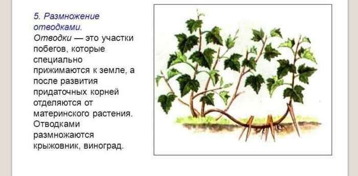 Причины, почему виноград не плодоносит и что лучше сделать