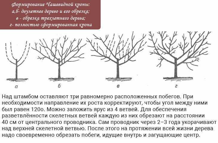 Как правильно обрезать черешню: инструкция для начинающих в картинках. правила и сроки обрезки черешни