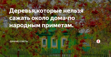 Какие деревья можно и нельзя сажать возле дома