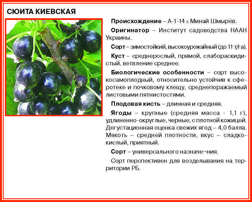 Смородина экзотика - описание сорта и как она цветет; преимущества и недостатки, состав и применение ягод; особенности агротехники - посадка и уход; сбор и хранение урожая; профилактика заболеваний и