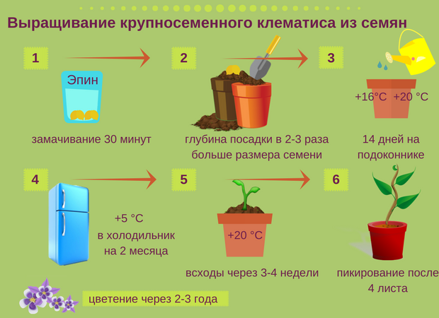 Размножение клематисов. семенами, черенками, отводками, делением куста. фото — ботаничка