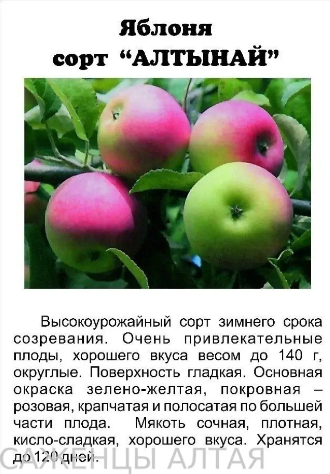 Лучшие сорта яблони для беларуси с описанием, характеристикой и отзывами, а также особенности выращивания в данном регионе