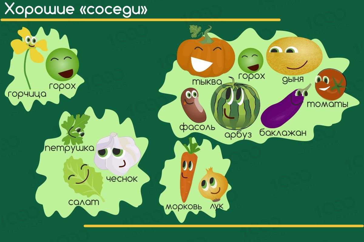 5 хитростей, которые помогут вырастить арбузы и дыни даже в суровых условиях