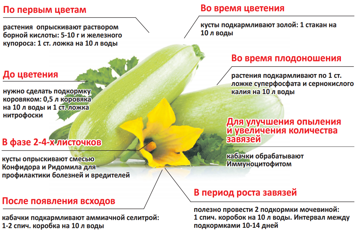 Успешное выращивание кабачков и секреты получения раннего урожая