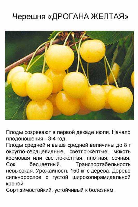 Абрикос фаворит: описание, фото, самоплодный или нет, посадка и уход