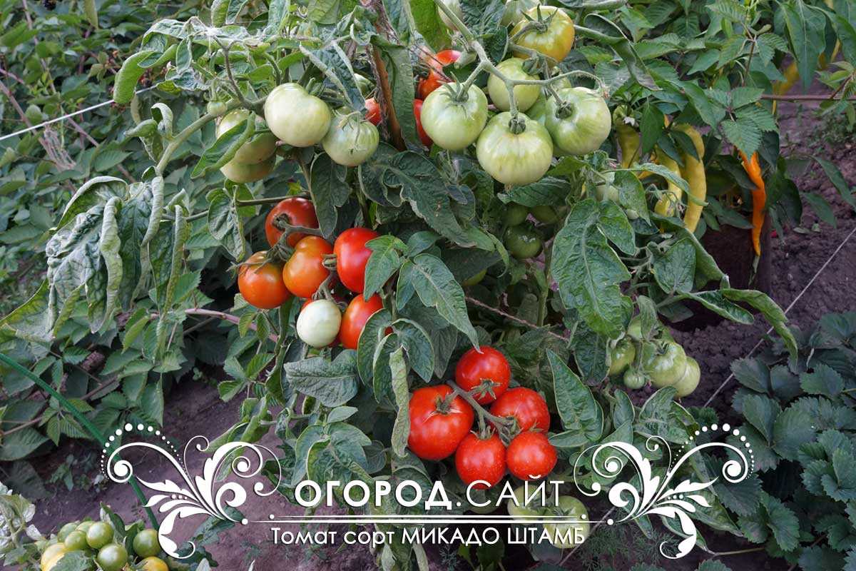 Помидор «микадо»: описание сорта, уход и отзывы