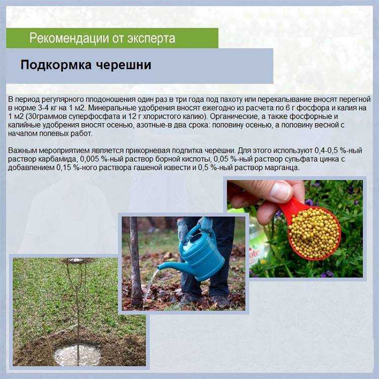 Весенний уход за абрикосом обработка, подкормка, обрезка