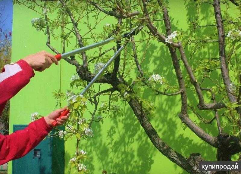 Айва китайская: кустарник, посадка и уход, выращивание