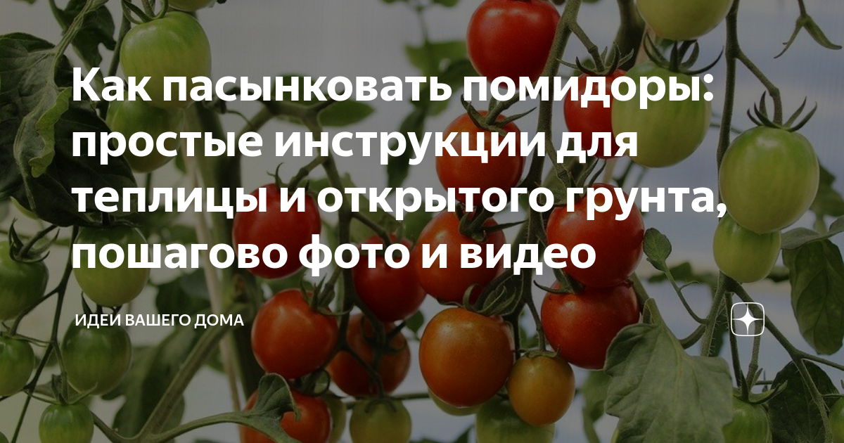 Посадка щавеля осенью под зиму сроки