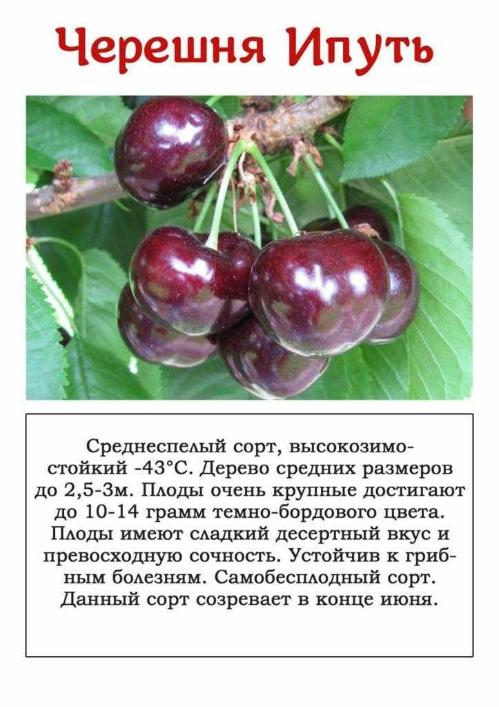Выбираем сорт черешни для выращивания