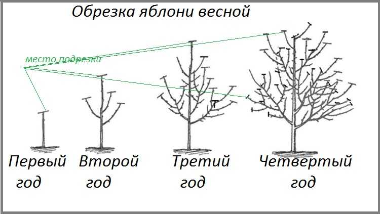 Создаем прохладу: какое дерево посадить возле дома для получения тени