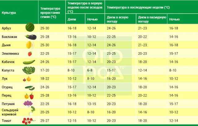 Чем подкормить арбузы после высадки в открытый грунт