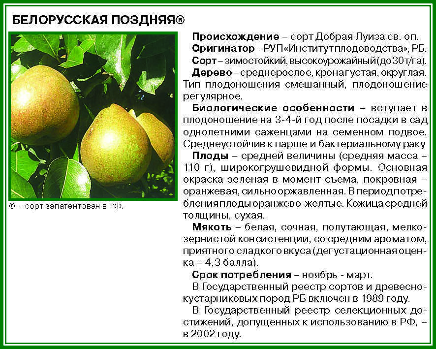 Груша белорусская поздняя: описание и характеристика сорта, достоинства и недостатки, особенности посадки и ухода