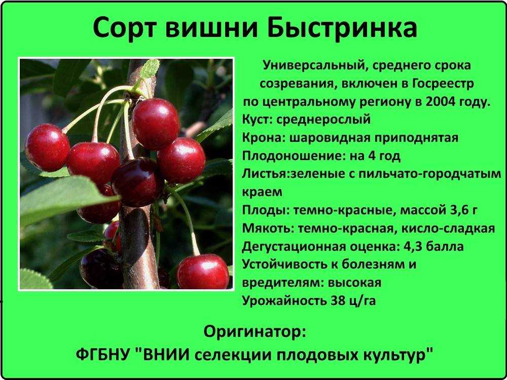 Чудо-вишня: описание гибрида