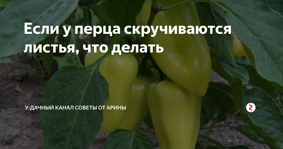 Что делать, если у перцев скручиваются листья - дачные советы.ру
