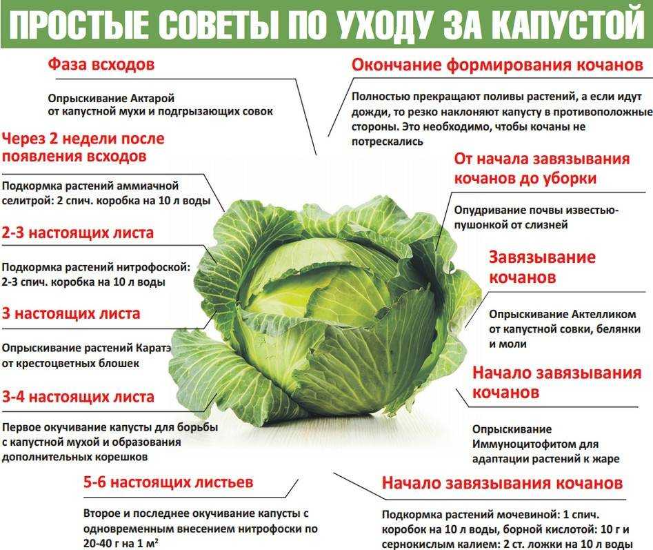 Подкормка капусты: виды удобрений и схема подкормок