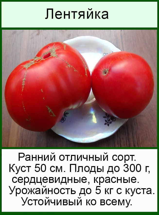 Томат лентяйка - основные характеристики, видео и отзывы читателей
