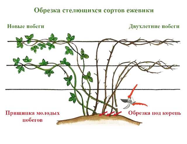 Тонкости обрезки малины весной, летом и осенью