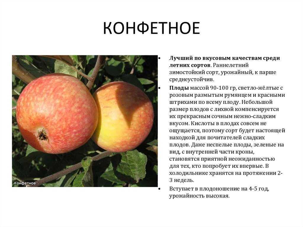 Яблоня Карамелька Фото