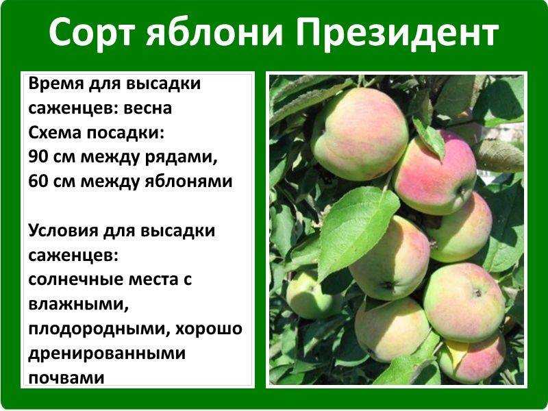 Яблоня звездочка: описание и характеристики сорта, выращивание, отзывы